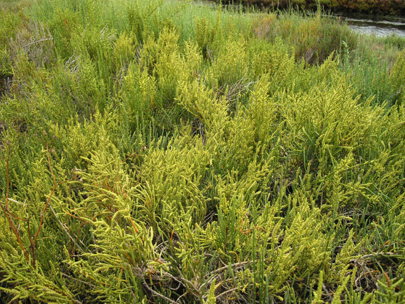 Sarcocornia fruticosa 7